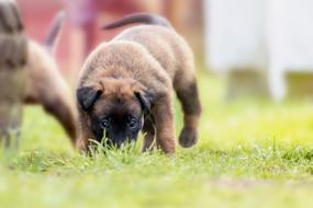 cute puppies run on a green meadow in summer