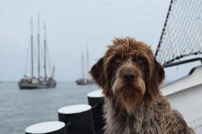 brown Dog on Race on Ship