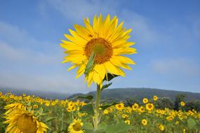 big green Grasshopper on sunflower in field
