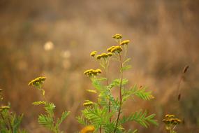 Plant Tansy Meadow