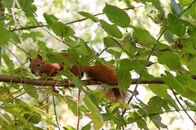 squirrel on a branch among green leaves