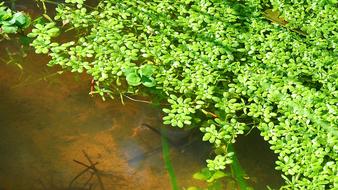 Sunlight Nature Green