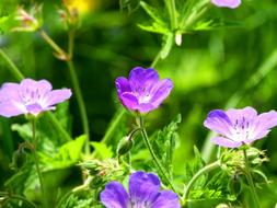 purple Blossom in Nature