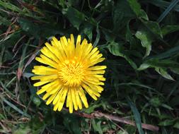 Dandelion Flower Plant Pointed