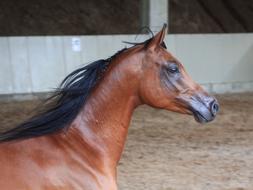 farm brown horse in a paddock
