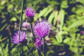 Flower Meadow Nature