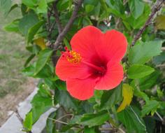 red hibiscus garden