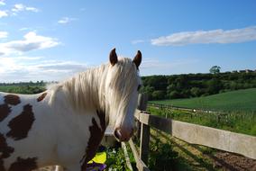 white brown horse in a paddock outdoors