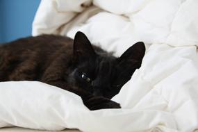 black cat on the bed close up