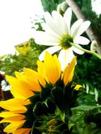 Sunflower Marguerite Blossom