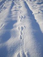Rabbit Tracks In Snow