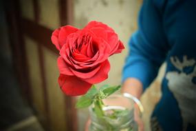 a red rose in a blue dress