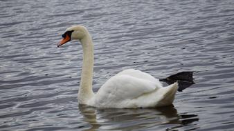 wonderful Water Swans
