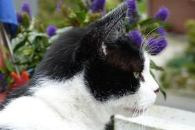 black and white cat on the window against the background of flowers