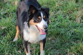 Australian shepherd outside