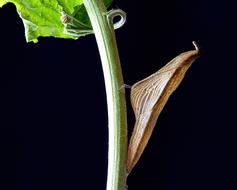 wonderful Cocoon Pupa Chrysalis