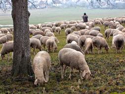Sheep SchÃ¤fer Flock