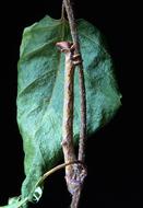 delightful Caterpillar Larva