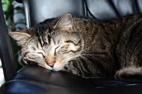 wonderful Cat Sleep Pet