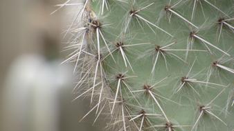 Cactus Macro Flower