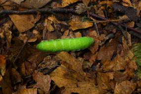 green caterpillar on autumn foliage