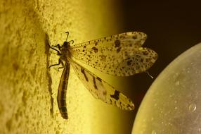 enchanting Insect Evening Yellow