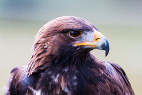 Golden Eagle profile