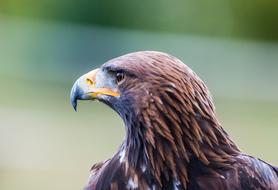 Golden Eagle looking aside