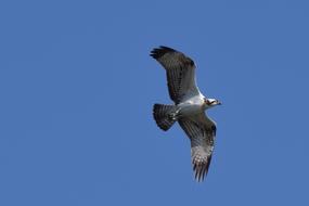incredible Osprey Bird