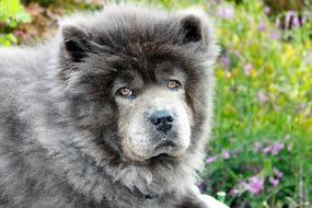 fluffy gray dog is resting in the garden