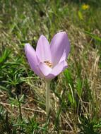 Colchicum Autumnale