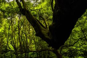 Nature Green Forest