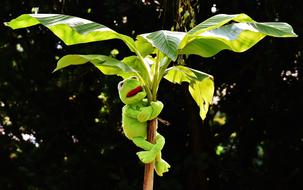 toy frog on a tree trunk