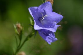 Blue Bell Flower