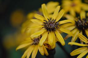 Yellow Flower Plant