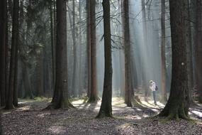 Forest Beds Man