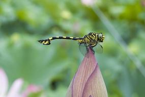 wonderful Dragonfly Animal