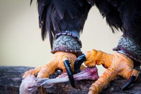 charming Bald Eagle adler