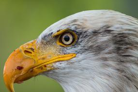 head of Bald Eagle close up