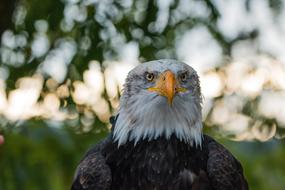 majestic bald eagle in the wild