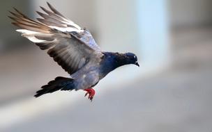 delightful Pigeon Bird Flying