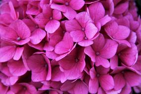 Hydrangea Blossom Bloom Partial