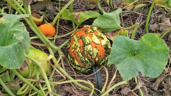 pumpkin patch