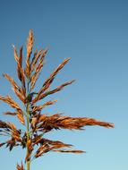 Grass Seeds Plant