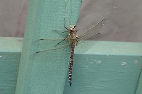 delightful Dragonfly Resting