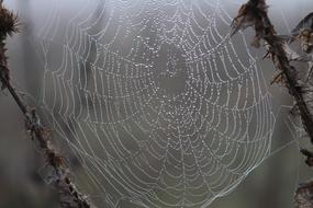 dew on a white spider web on a plant