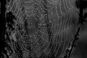 Spider Web Drops Dew