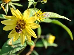 Bee Blossom Bloom Close