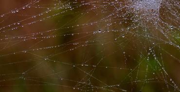 Spider Web Drops Dew