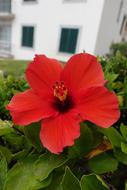 Flower Red Green